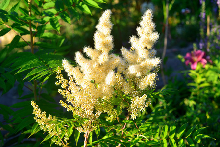 花园里的白色 astilba 花。自然花坛