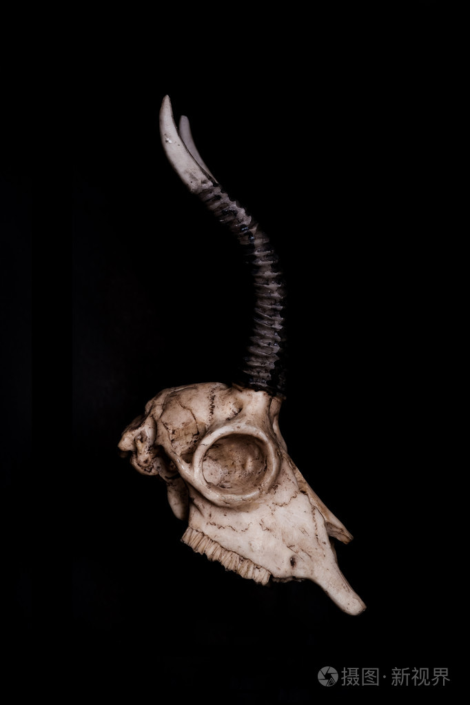 低调头骨的山羊在黑色背景下侧视图