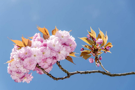 粉色樱花花