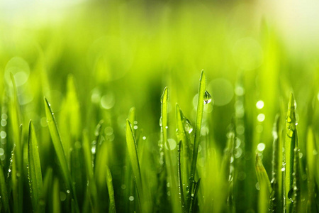 在阳光照射的背景下, 有水滴的新鲜绿草。柔和的焦点。春季主题。概念新鲜度