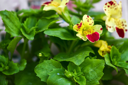 花 Mimulus 宏