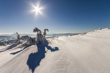 雪覆盖冬天山弯曲的小松树。北极的 l