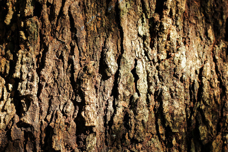 老 grunge 暗纹理木制的背景下，旧的棕色木材纹理的表面