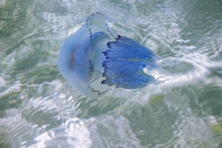 水母透明的海底生物图片