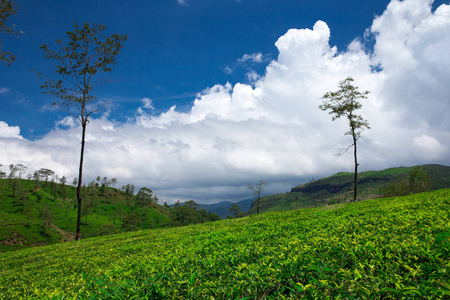 茶园景观。自然背景