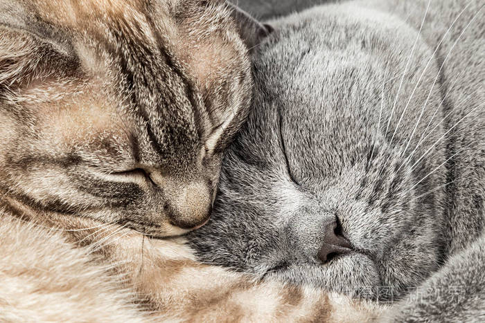 特写两个睡觉拥抱猫一起泰国暹罗和英国短毛猫宠物夫妇