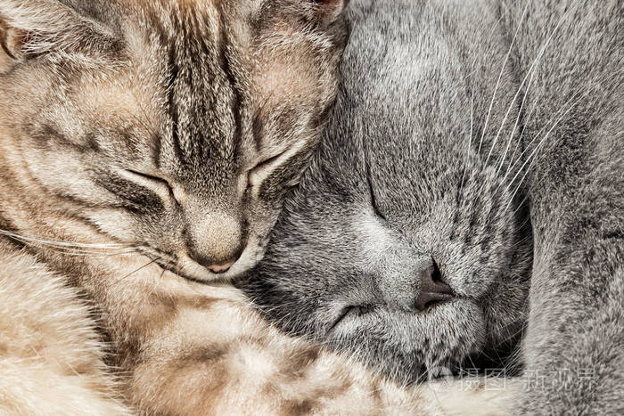 特写两个睡觉拥抱猫一起泰国暹罗和英国短毛猫宠物夫妇