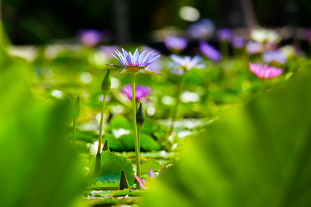 美丽的莲花或睡莲