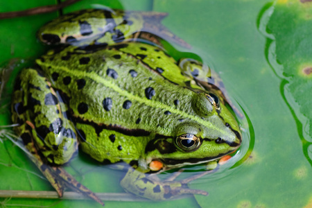 水蛙坐在一片绿叶图片