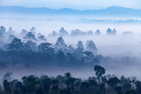 雾中森林在通萨朗銮国家公园碧差汶