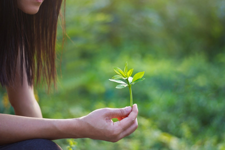 在女人的手上的绿色自然背景植物幼树