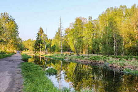 Gatchina 公园的夏日傍晚