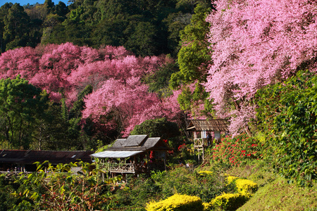 野生喜马拉雅樱花树景观