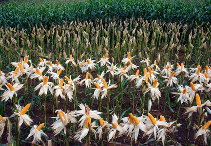 试验园黄玉米越南农业玉米图片