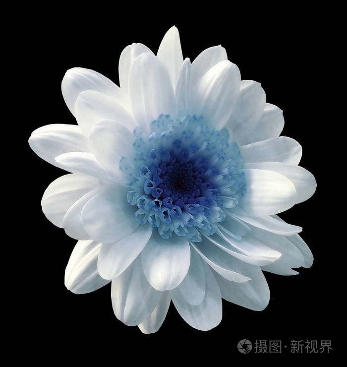 青花花菊花 花园花 带有修剪路径的黑色隔离背景 特写 没有阴影性质照片 正版商用图片0f7p9h 摄图新视界 青花花菊花 花园花 带有修剪路径的黑色隔离背景 特写 没有阴影性质照片 正版商用图片0f7p9h 摄图新视界