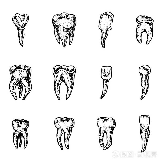 前磨牙简笔画图片