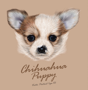 矢量说明性的吉娃娃小狗的肖像照片