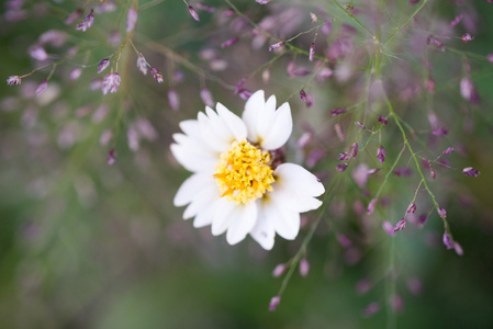 白色和黄色的花，在花园里