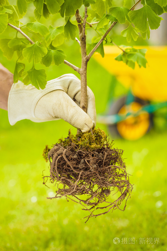 小树在绿色背景上的根