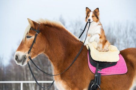 草案的马和红色边境牧羊犬照片