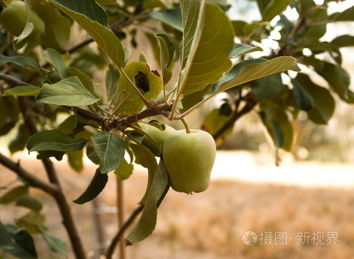 一棵小苹果生长在农场里的苹果树