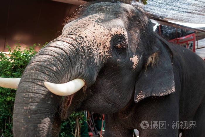一只年轻的亚洲大象乞求食物张开嘴黯然离去