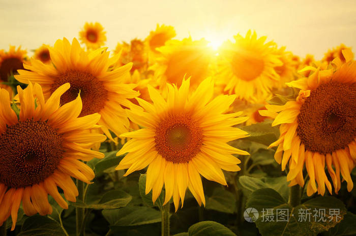 向日葵和太阳