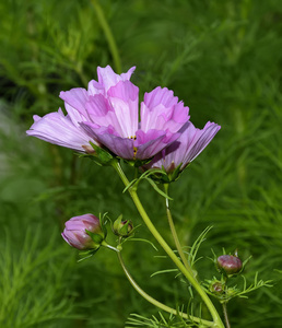 粉红色的波斯菊花海和芽图片