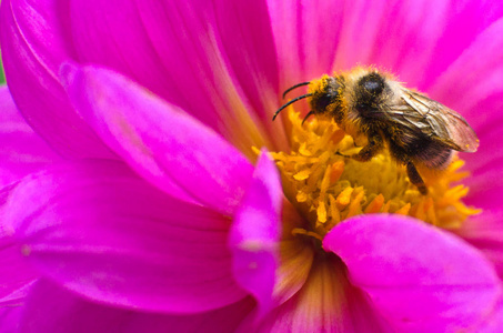 蜜蜂在花大丽花上采集花粉