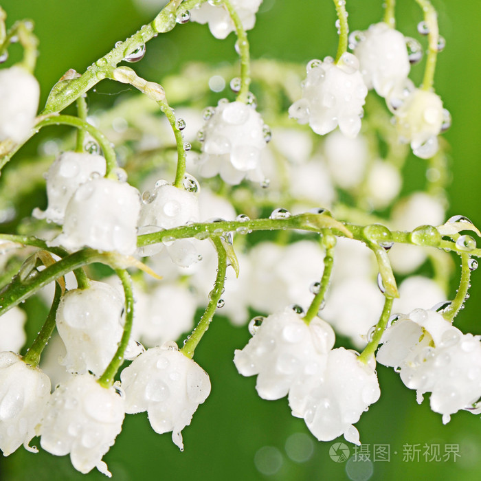 山谷的百合花铃兰草majalis