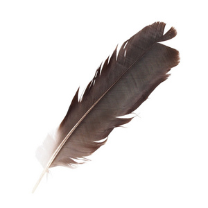 在墓碑上的乌鸦孤立在白色背景上的羽毛蒙面的乌鸦照片