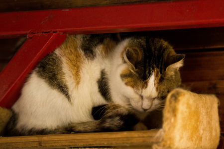 睡在桌子底下的猫照片