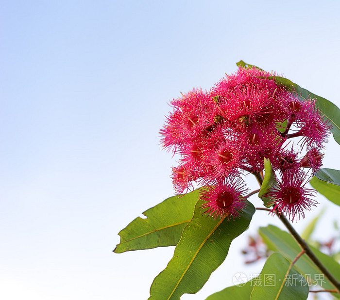 澳大利亚红开花口香糖桉树树