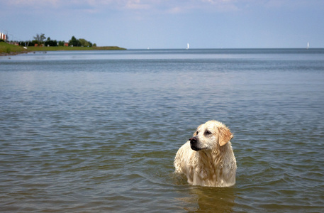 拉布拉多犬在水在荷兰向左看