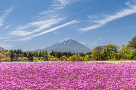 富士山和粉红色苔藓场的春天节日