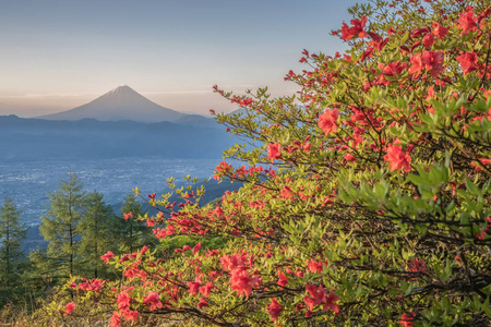 日本杜鹃花花和山富士在春天的季节。杜鹃花或 Tsutsuji春天的花朵在日本