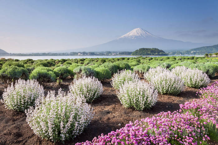 河口湖的富士山和花卉田