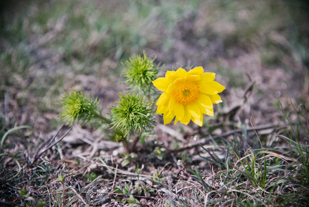 春天里的花