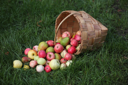 夏天草篮里的苹果和梨