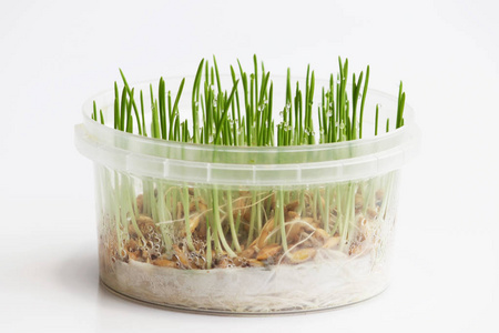 幼芽的燕麦为猫在冬季发芽, 以改善消化和作为维生素和酶的来源。绿草滴露水