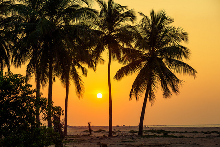 棕榈树在热带海岸在斯里兰卡
