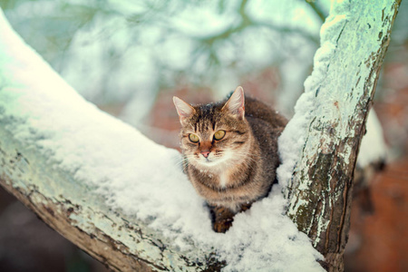 猫坐在一棵被雪覆盖的树上