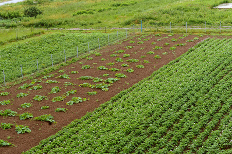 在家庭菜园种植蔬菜, 种植农田与农作物芽照片