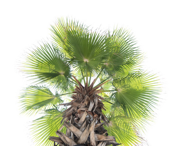 孤立的主人家的柬埔寨棕榈糖棕扇椰子