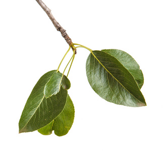 植物枝叶图片大全