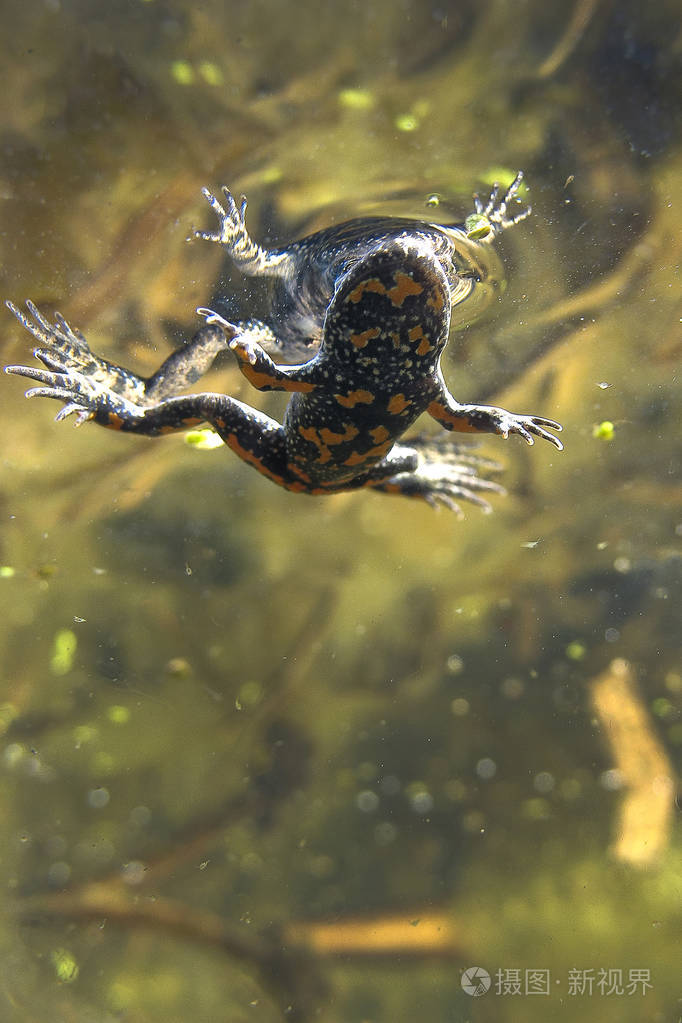 火腹蟾蜍 (蟾蟾) 水下摄影在池塘里.水栖地