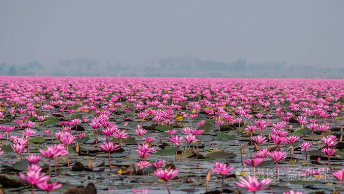 泰国乌冬府红莲湖 这湖满是红莲照片 正版商用图片0f8c6m 摄图新视界