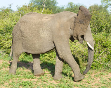 野生非洲象在 natue