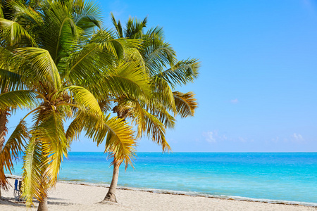 基韦斯特佛罗里达斯马瑟斯海滩棕榈树我们
