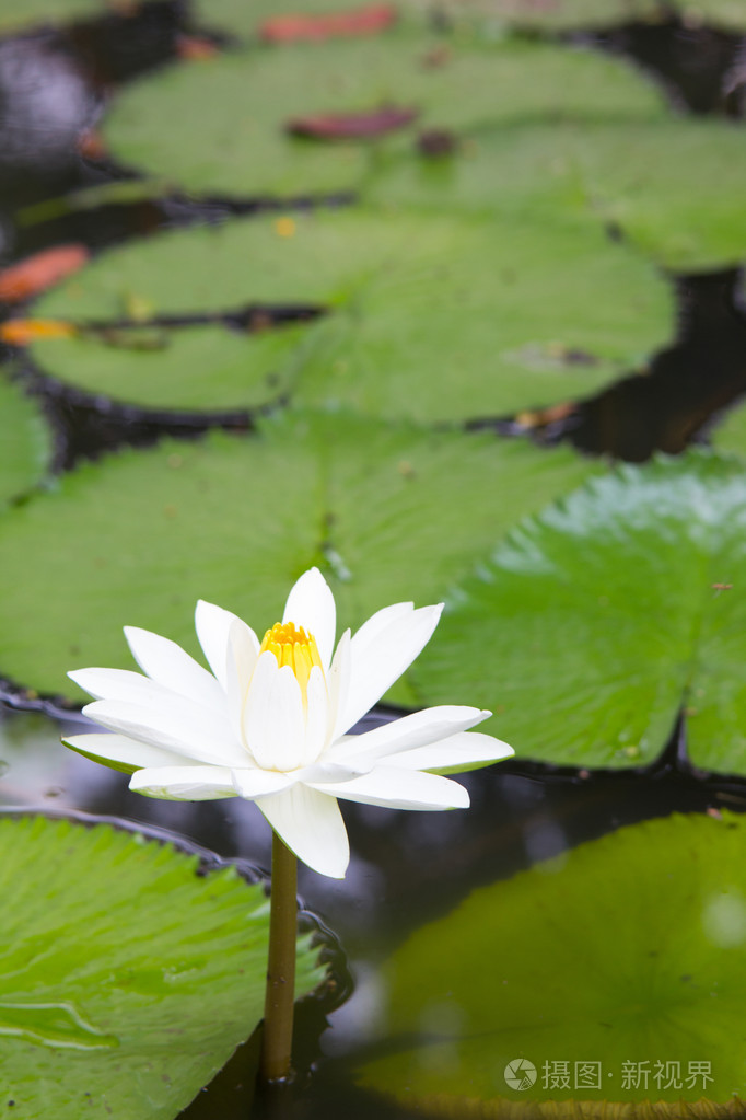 在池塘上的白莲花